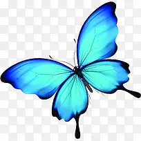 蓝色艺术唯美蝴蝶