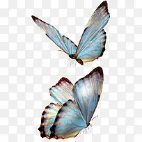 高清创意摄影蓝色的蝴蝶