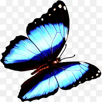 蓝色创意蝴蝶设计