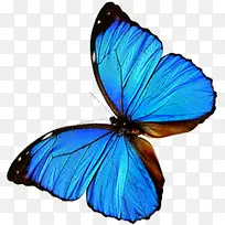 蓝色高清翅膀蝴蝶