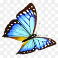 蓝色绚丽蝴蝶设计