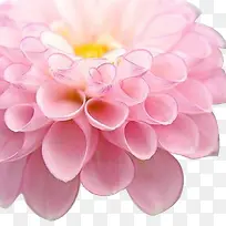 粉红唯美花朵花蕊