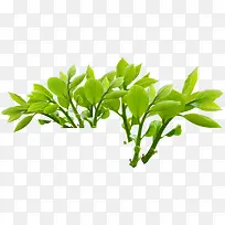 春天嫩芽植物清新装饰