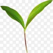 植物素材绿色长叶子