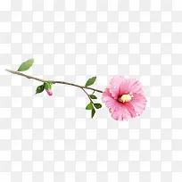粉红花枝花朵图片