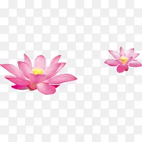 粉红莲花花朵漂浮