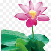 黄色花蕊粉色莲花