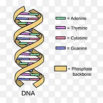 DNA造型图