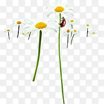春天白色雏菊昆虫