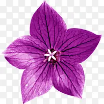 清新紫色春天雏菊