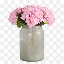 粉色水菊图片