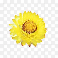 黄色蜡菊鲜花图片素材