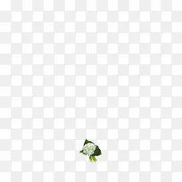 绿叶白色水菊植物