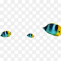 鱼 热带鱼 蓝色 黄色
