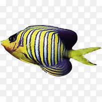 鱼 热带鱼 黄色鱼