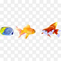 三种热带鱼