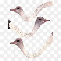 卡通鸵鸟脑袋