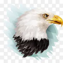 矢量老鹰插画