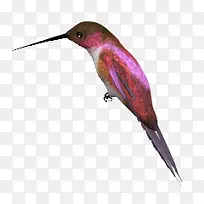 紫红色长嘴鸟鸟类动物