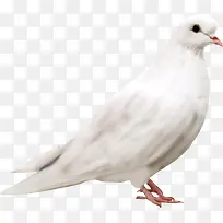 鸟类动物白色和平鸽