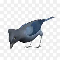 蓝色小鸟吃米鸟类动物