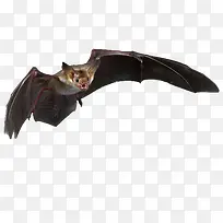 飞行的蝙蝠