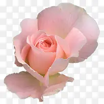 花卉
