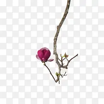 红花花枝树枝