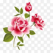 花花朵植物红花花瓣