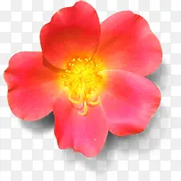 红色水彩设计花朵