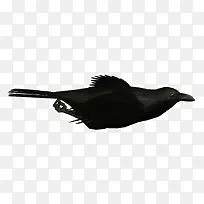 鸟