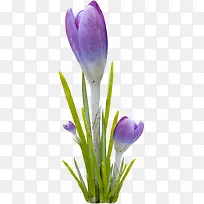 紫花