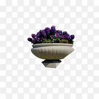 花坛紫花