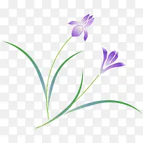植物的紫色花