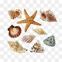海滩贝壳素材大全