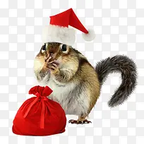 可爱圣诞帽子松鼠