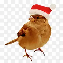 麻雀带圣诞帽子的麻雀