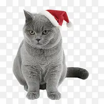 带圣诞帽子的灰猫
