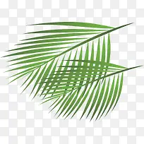 创意夏日植物卡通棕叶