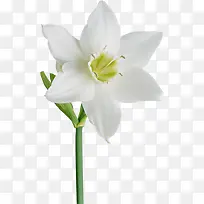 花卉图案素材花卉图案