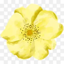合成创意水彩黄色的植物花卉
