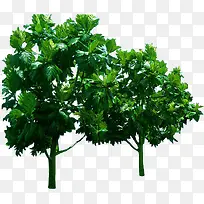 高清创意绿色植物树木素材