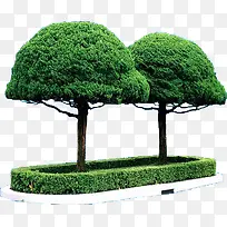 绿树主题植物素材