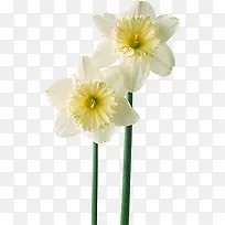 花卉线描花卉图案素材