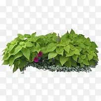 绿化植物