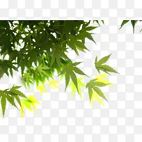 高清摄影手绘绿色植物创意合成