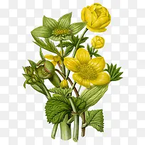 高清创意黄色的花卉植物合成