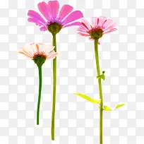 创意摄影花卉植物合成