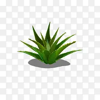 芦荟