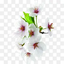 植物海报创意花朵